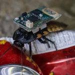 新加坡研发的机器人蟑螂首次被用于缅甸地震救援-白菜社区-白嫖彩金-白菜论坛